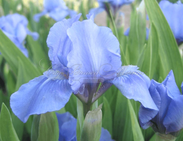 Ирис "Сапфайр Джем" (Iris Sapphire Gem) — фото 4