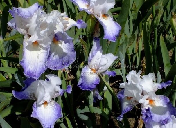 Ирис "Сикстин С." (Iris Sixtine C.) — фото 2