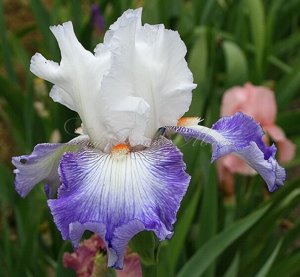 Ирис "Сикстин С." (Iris Sixtine C.) — фото 3