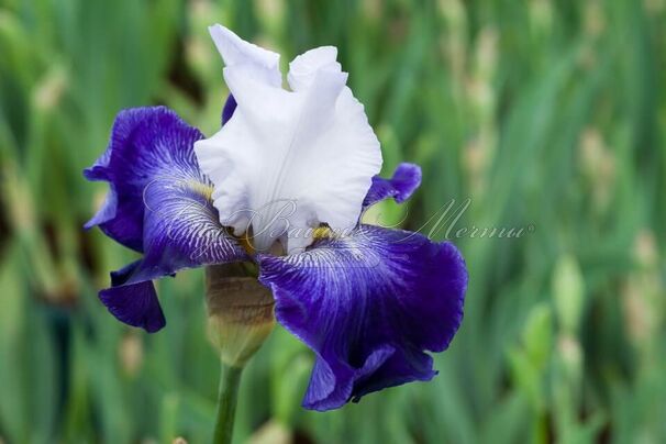 Ирис "Сьель э Мэр" (Iris Ciel Et Mer) — фото 2