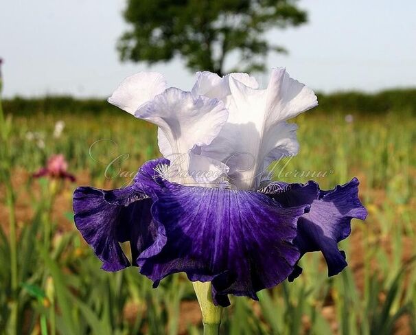 Ирис "Сьель э Мэр" (Iris Ciel Et Mer) — фото 3