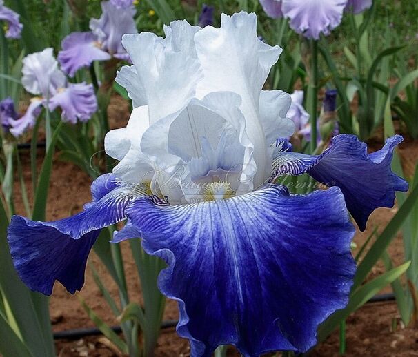 Ирис "Сьель э Мэр" (Iris Ciel Et Mer) — фото 4