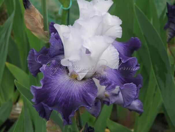 Ирис "Сьель э Мэр" (Iris Ciel Et Mer) — фото 5