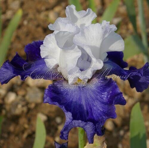 Ирис "Сьель э Мэр" (Iris Ciel Et Mer) — фото 7