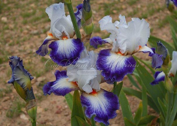 Ирис "Сэркль Блё" (Iris Cercle Bleu) — фото 2