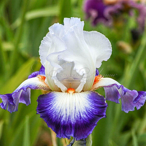 Ирис "Сэркль Блё" (Iris Cercle Bleu) — фото 3