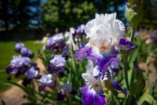 Ирис "Сэркль Блё" (Iris Cercle Bleu) — фото 4