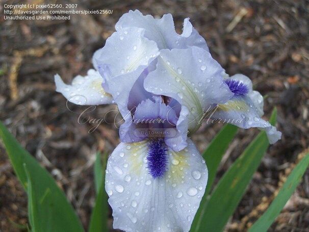 Ирис "Фореве Блю" (Iris Forever Blue) — фото 2