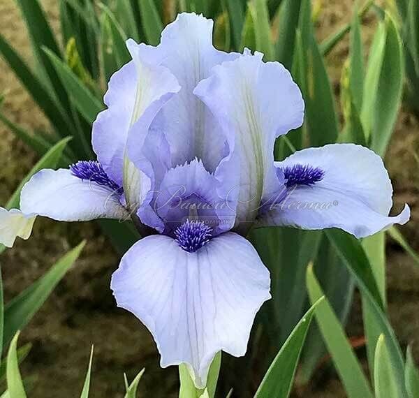 Ирис "Фореве Блю" (Iris Forever Blue) — фото 3