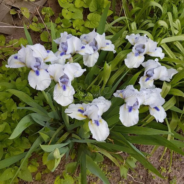 Ирис "Фореве Блю" (Iris Forever Blue) — фото 4