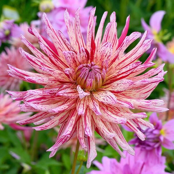 Георгин Алаин Мимоун (Dahlia Alain Mimoun) — фото 4