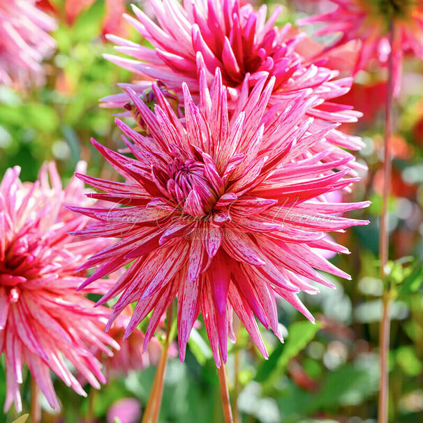 Георгин Алаин Мимоун (Dahlia Alain Mimoun) — фото 5