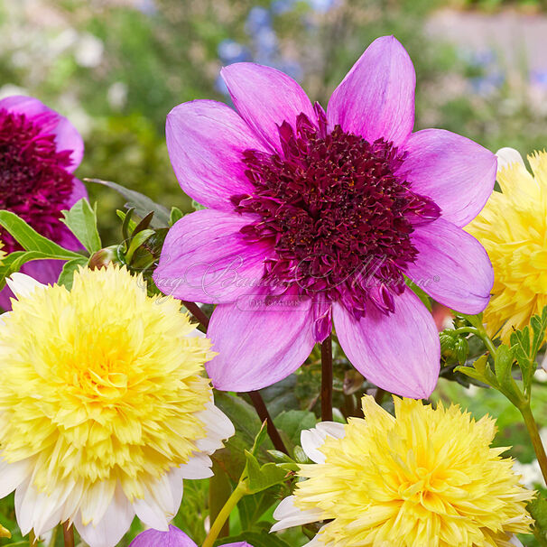 Георгин Блю Байу (Dahlia Blue Bayou) — фото 4