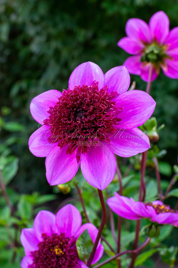 Георгин Блю Байу (Dahlia Blue Bayou) — фото 5