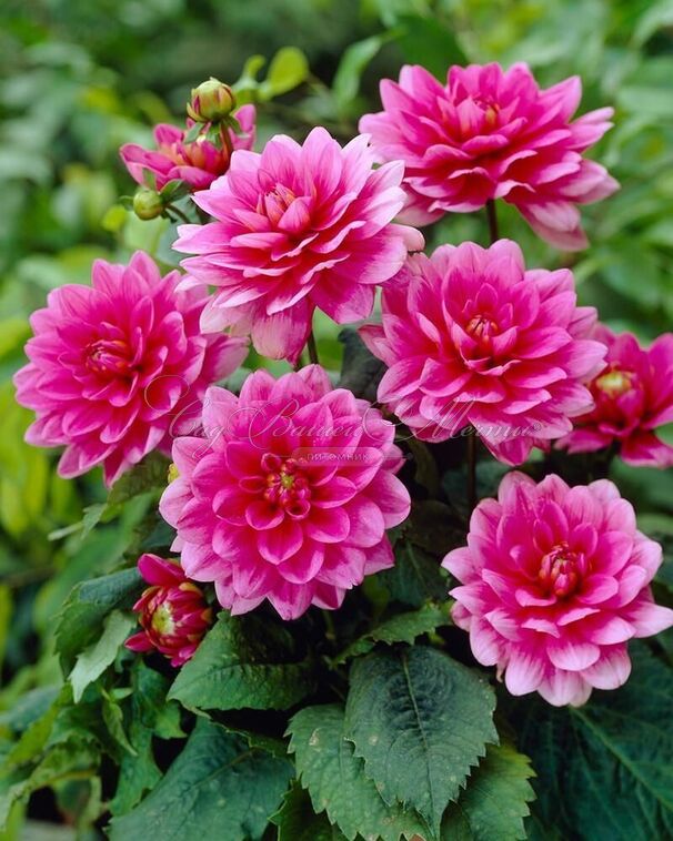 Георгин Блюсетт (Dahlia Bluesette) — фото 4
