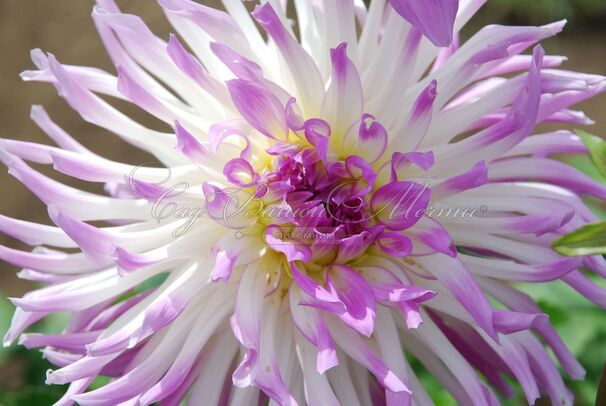 Георгин Болд Акцент (Dahlia Bold Accent) — фото 3