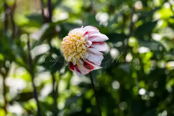 Георгин Бон Одори (Dahlia Bon Odori) — фото 2