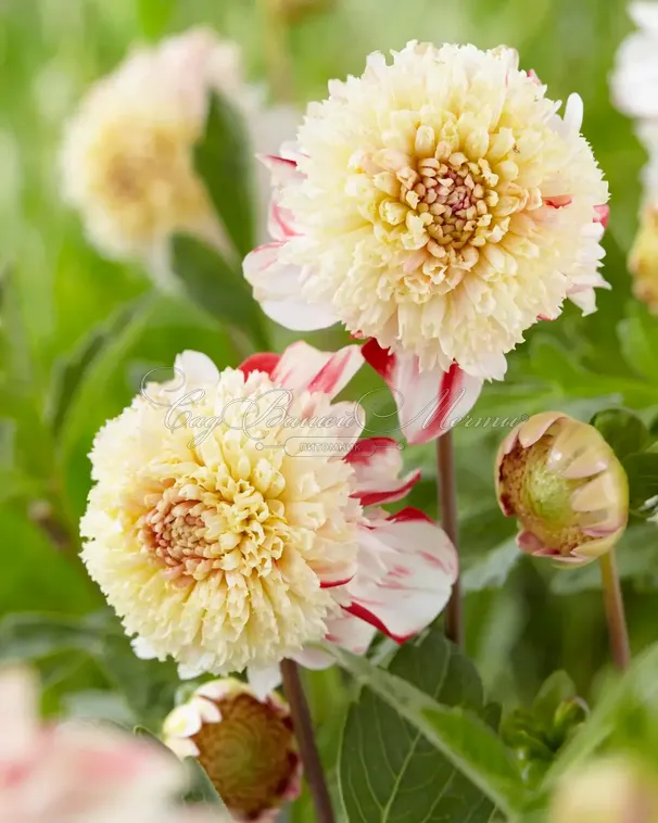 Георгин Бон Одори (Dahlia Bon Odori) — фото 3