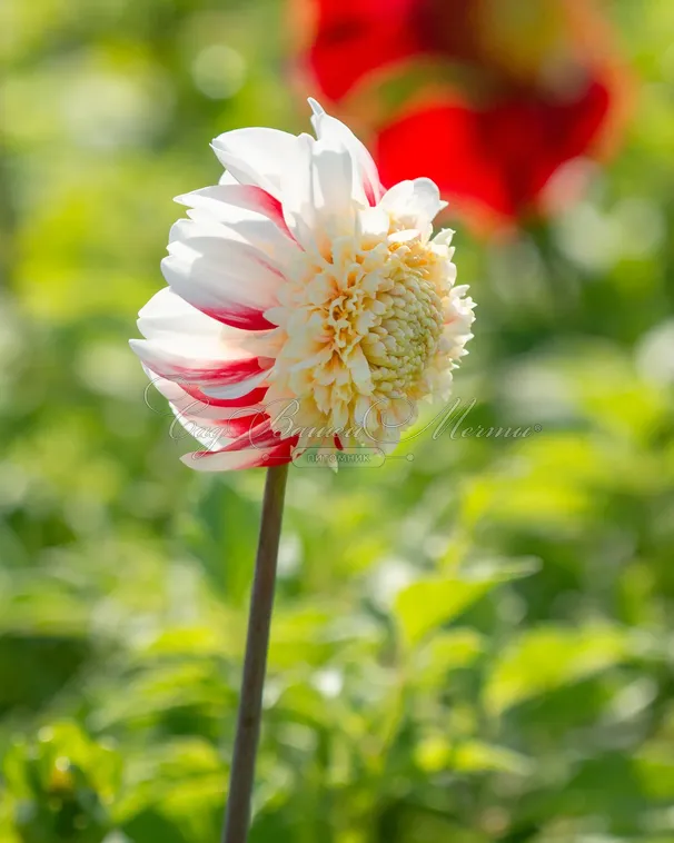 Георгин Бон Одори (Dahlia Bon Odori) — фото 4