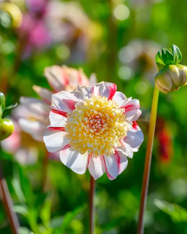 Георгин Бон Одори (Dahlia Bon Odori) — фото 5