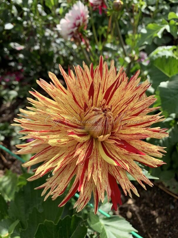 Георгин Вайнсом (Dahlia Winesome) — фото 3