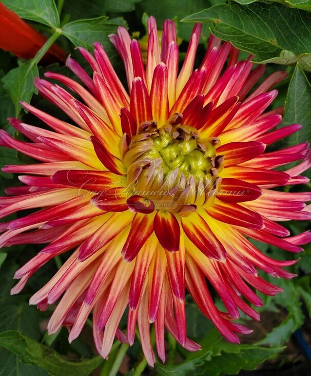 Георгин Вестон Спэниш Дэнсер (Dahlia Weston Spanish Dancer) — фото 2