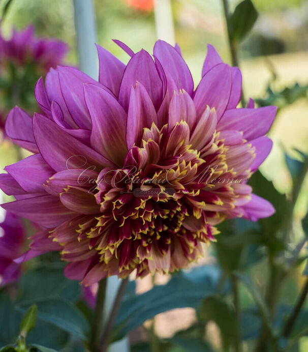 Георгин Гарден Шоу (Dahlia Garden Show) — фото 3