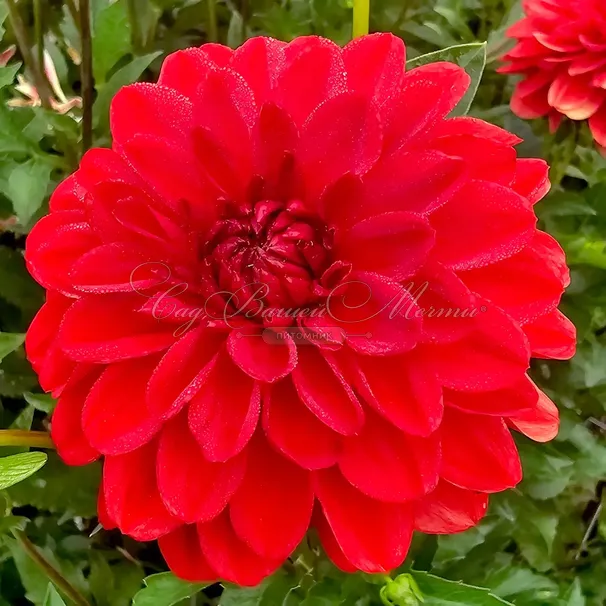Георгин Гэллери Сингер (Dahlia Gallery Singer) — фото 5