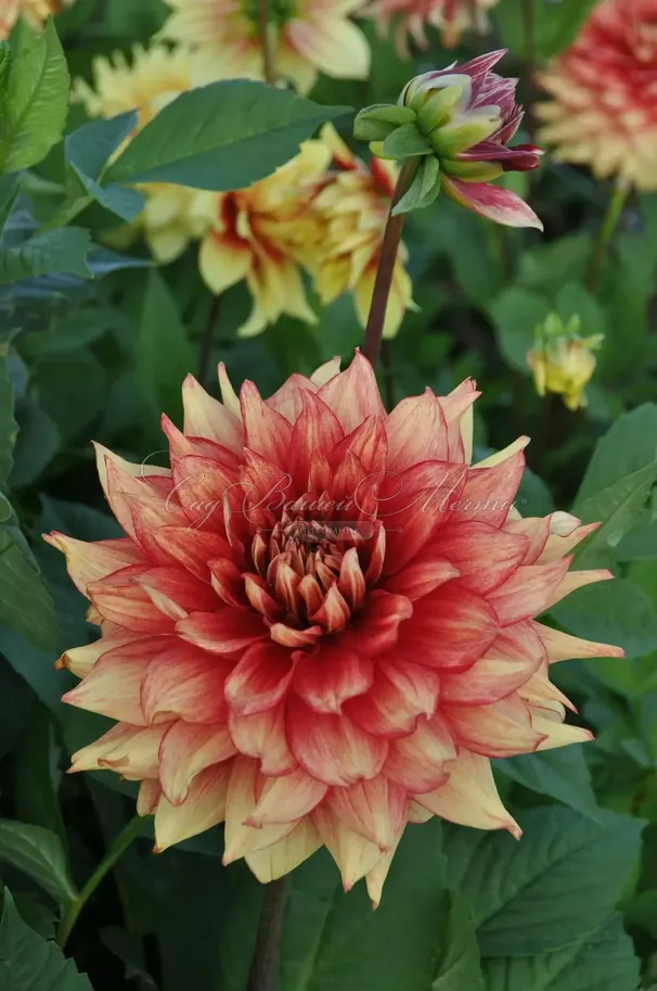 Георгин Даззлинг Мэджик (Dahlia Dazzling Magic) — фото 3