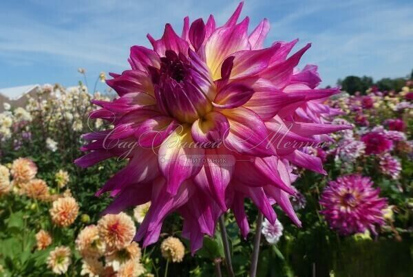 Георгин Дженниферз Уэддинг (Dahlia Jennifer's Wedding) — фото 2