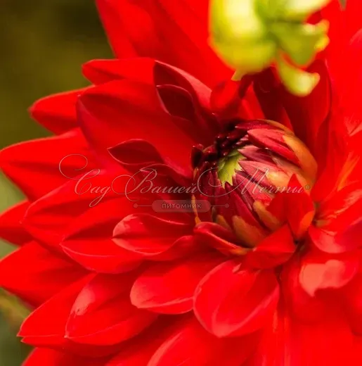 Георгин Дойчланд (Dahlia Deutschland) — фото 2