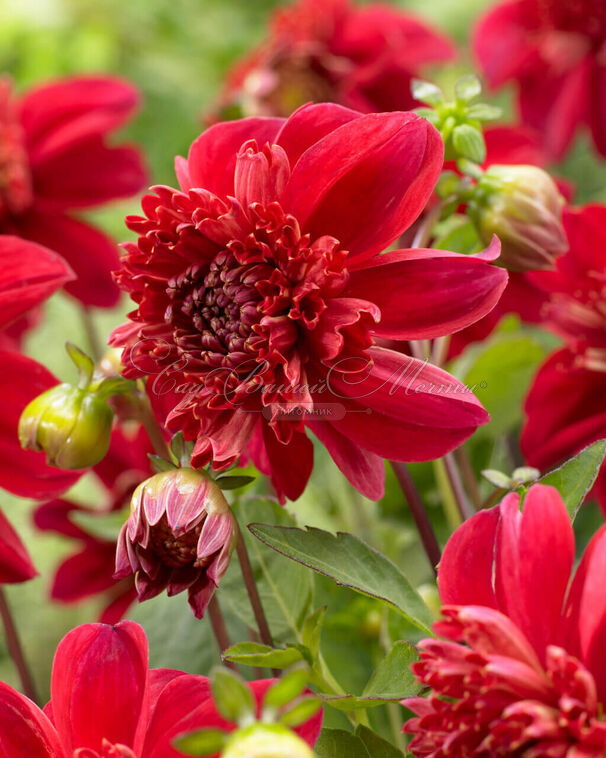 Георгин Инка (Dahlia Inca) — фото 2