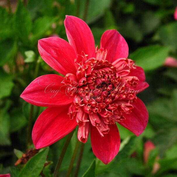 Георгин Инка (Dahlia Inca) — фото 3