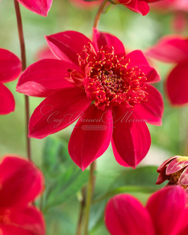 Георгин Инка (Dahlia Inca) — фото 5