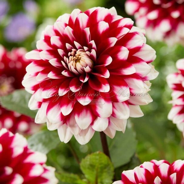 Георгин Карма Инь Янь (Dahlia Karma Yin Yang) — фото 4