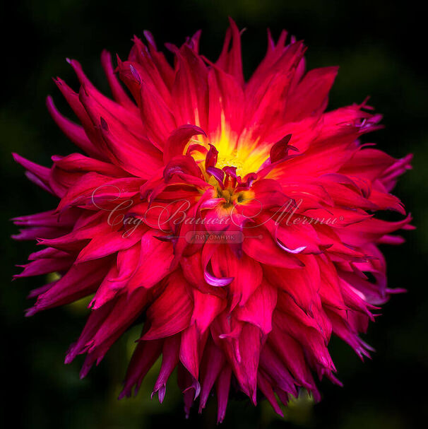 Георгин Мингус Джеки (Dahlia Mingus Jacky) — фото 2