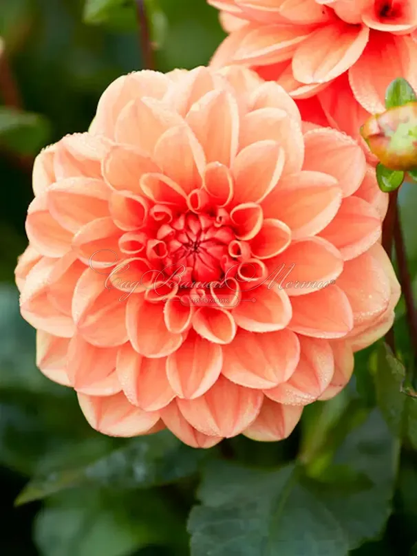 Георгин Оранж Наггет (Dahlia Orange Nugget) — фото 3