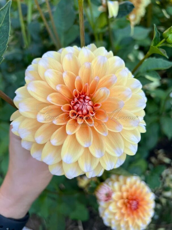Георгин Оранж Перфекшн (Dahlia Orange Perception) — фото 3