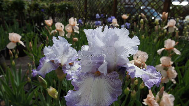 Ирис "Акома" (Iris Acoma) — фото 2