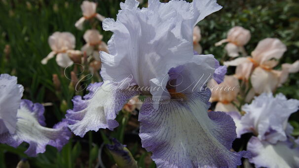 Ирис "Акома" (Iris Acoma) — фото 3