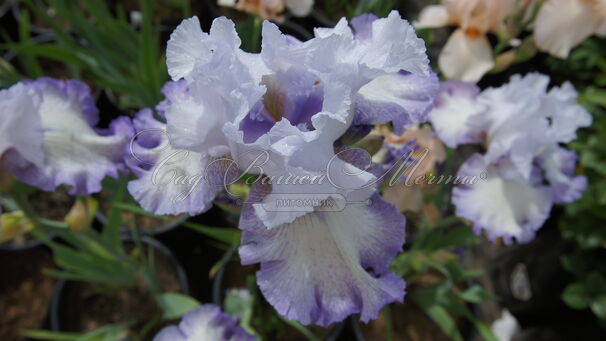 Ирис "Акома" (Iris Acoma) — фото 6