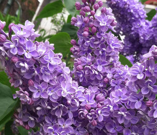 Сирень обыкновенная Красная Москва (Syringa vulgaris Krasnaya Moskva) С3 — Питомник Летний сад