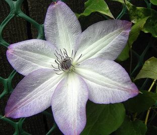 Клематис Утопия / Clematis Utopia — фото 1