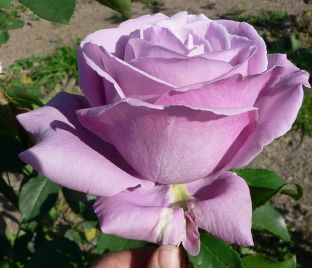 Роза Blue Nile (Блю Нил) — фото 1