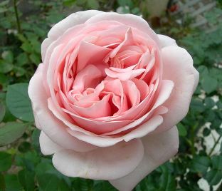Роза Aphrodite (Афродита) — фото 1