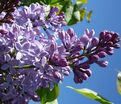 Сирень "Президент Линкольн" / Syringa vulgaris "President Lincoln" — фото 2