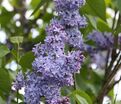 Сирень "Президент Линкольн" / Syringa vulgaris "President Lincoln" — фото 6