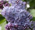 Сирень "Президент Линкольн" / Syringa vulgaris "President Lincoln" — фото 7