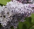 Сирень "Президент Линкольн" / Syringa vulgaris "President Lincoln" — фото 8