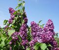 Сирень "Джавахарлал Неру" / Syringa vulgaris "Dzhavakharlal Neru" — фото 3